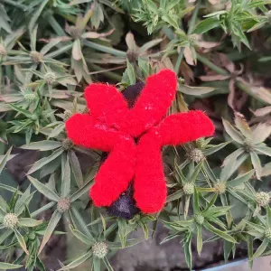 কোডঃ SFC39; Soft Felt Red Flower Hair Clip (1 Piece) 🌺